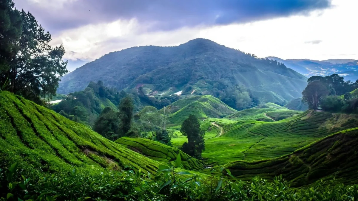 cameron highlands