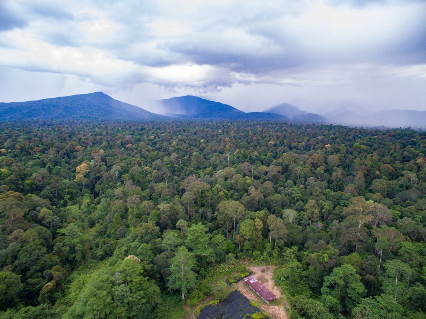 Deramakot Forest Reserve Malaysia