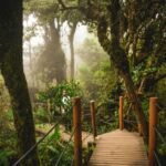 Mossy Forest, Cameron Highlands Malaysia