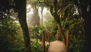 Mossy Forest, Cameron Highlands Malaysia