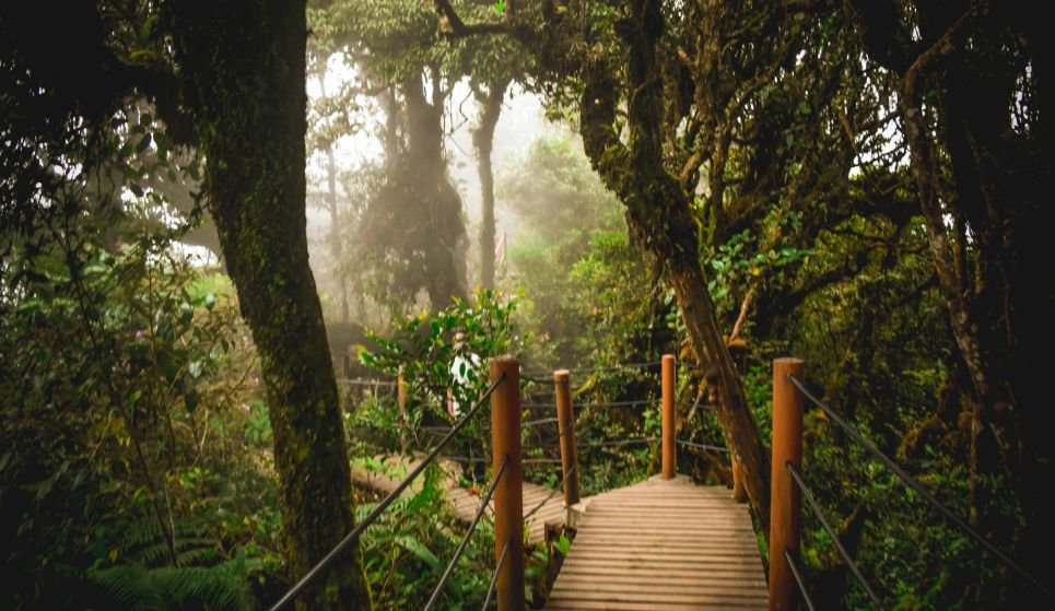Mossy Forest, Cameron Highlands Malaysia