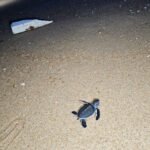 Baby Turtle Release in Pahang