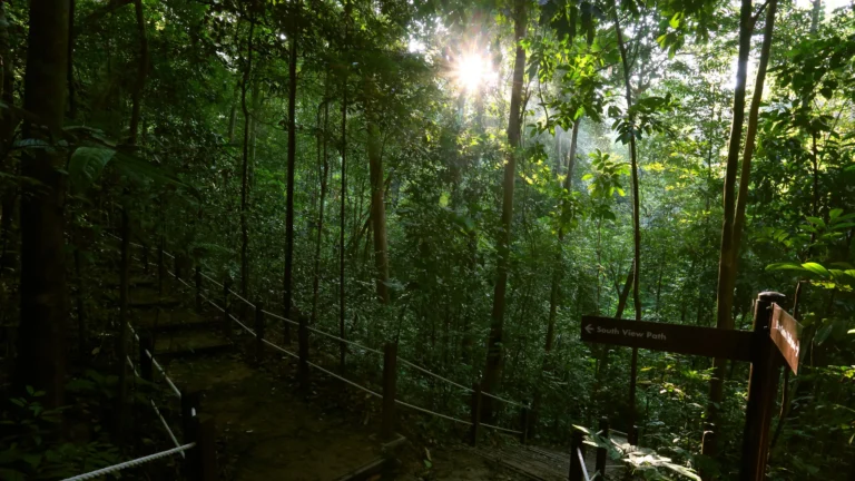Bukit Timah Nature Reserve: Singapore’s Oldest Rainforest Escape