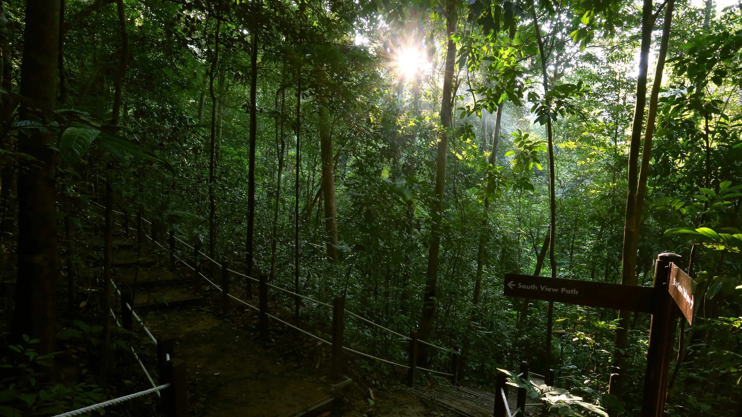 Bukit Timah Nature Reserve: Singapore’s Oldest Rainforest Escape