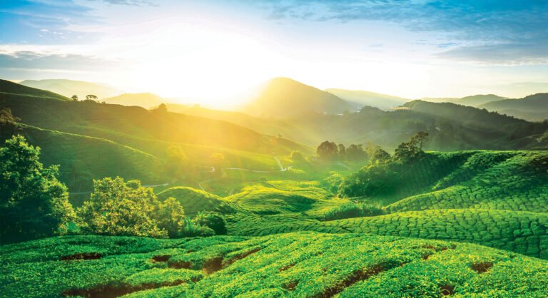 Cameron Highlands Pahang
