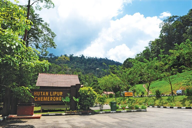 Chemerong Forest Reserve, Terengganu: Ultimate Jungle Trekking Adventure on the CBL Trail