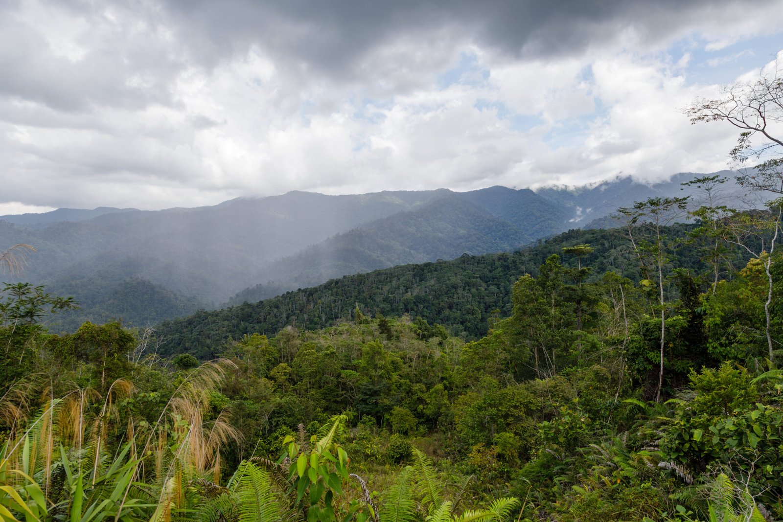 Crocker Range National Park, Sabah