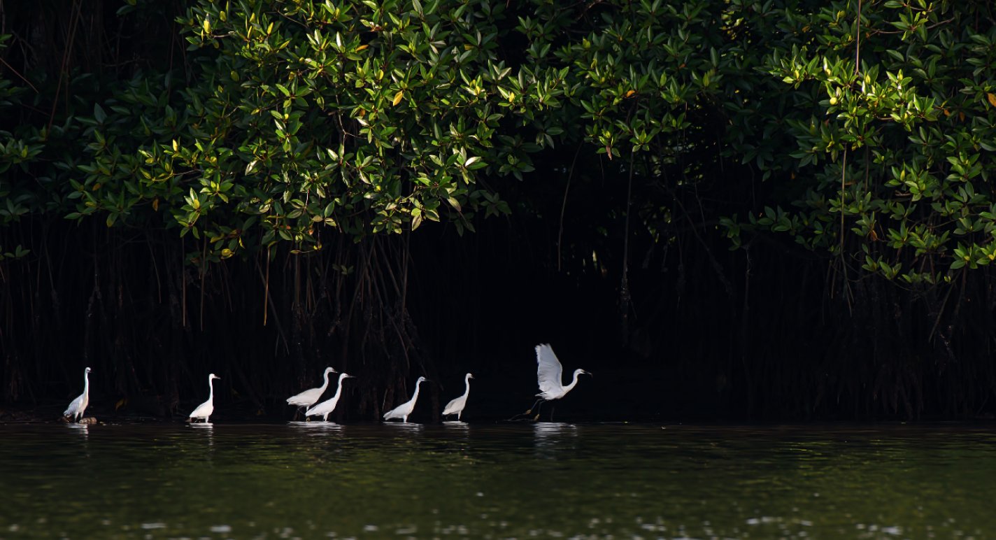 Discover Sungai Merbok, Kedah