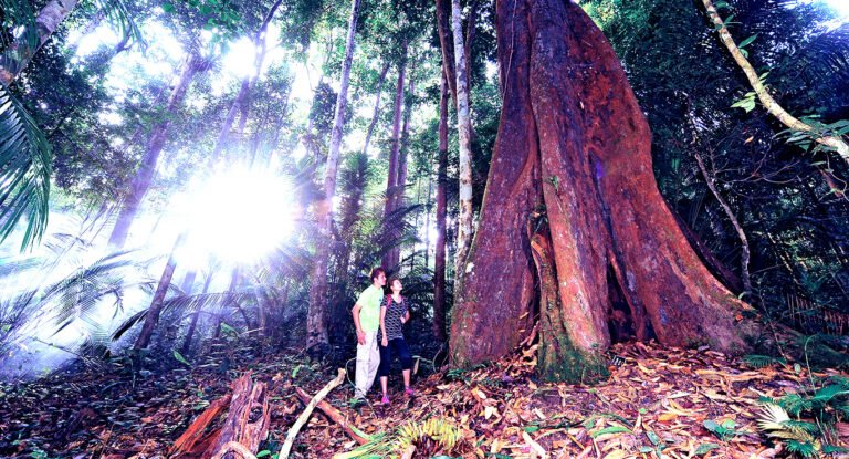 Enchanting Forest of Endau-Rompin
