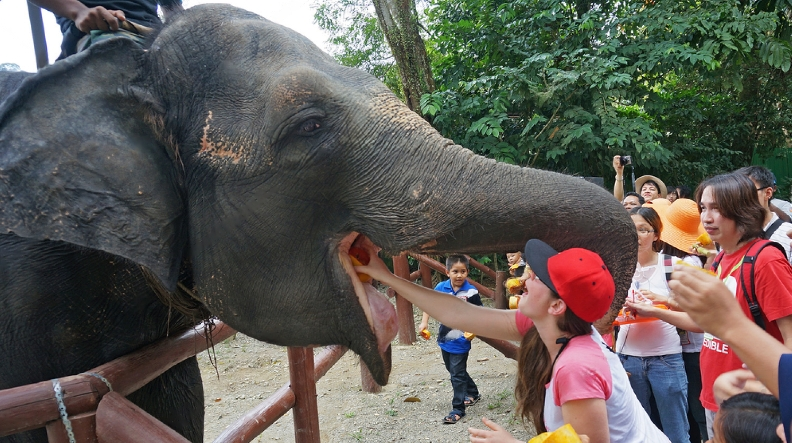 Kuala Gandah Elephant Conservation Centre