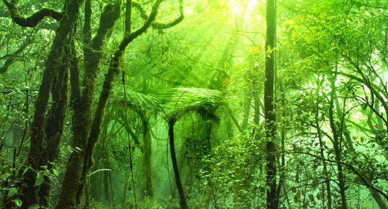 Mossy Forest Cameron Highlands: Discover Malaysia’s Most Enchanted Cloud Forest