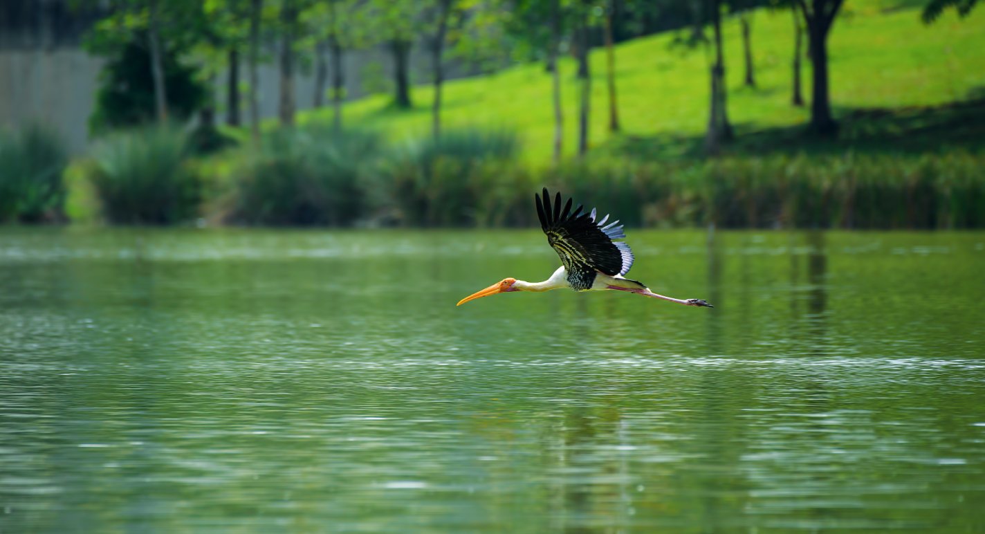 Putrajaya Wetlands Park
