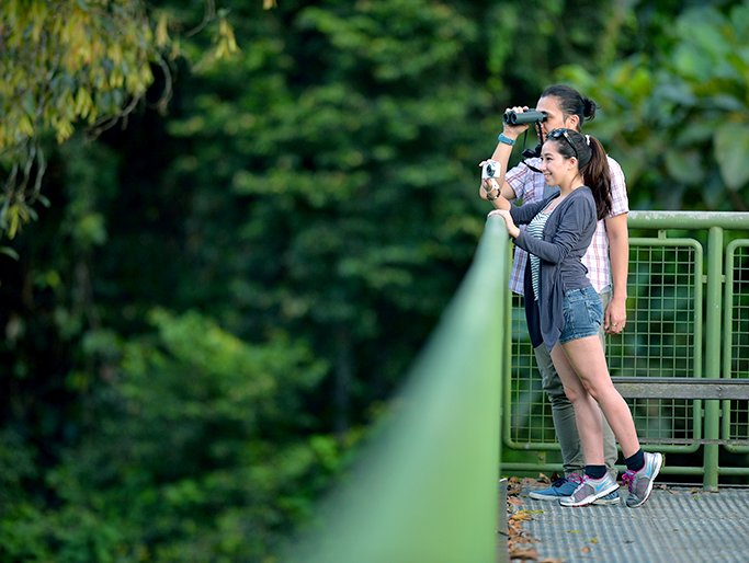 Rainforest Discovery Centre, Sabah: Discover Borneo’s Natural Wonderland
