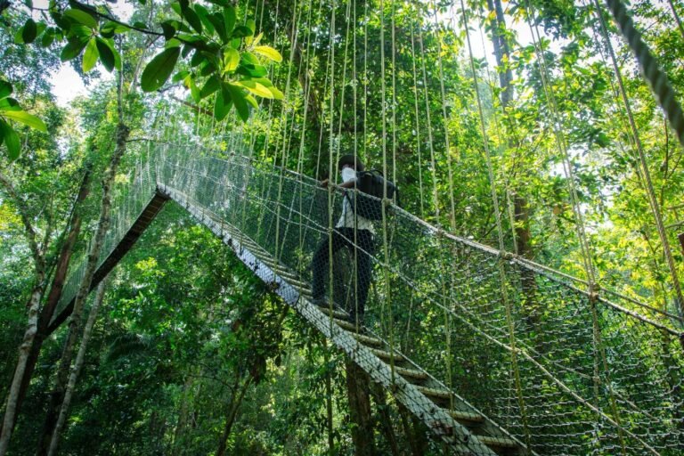 Taman Negara: Explore Malaysia’s Ancient Rainforest and Wildlife Wonderland