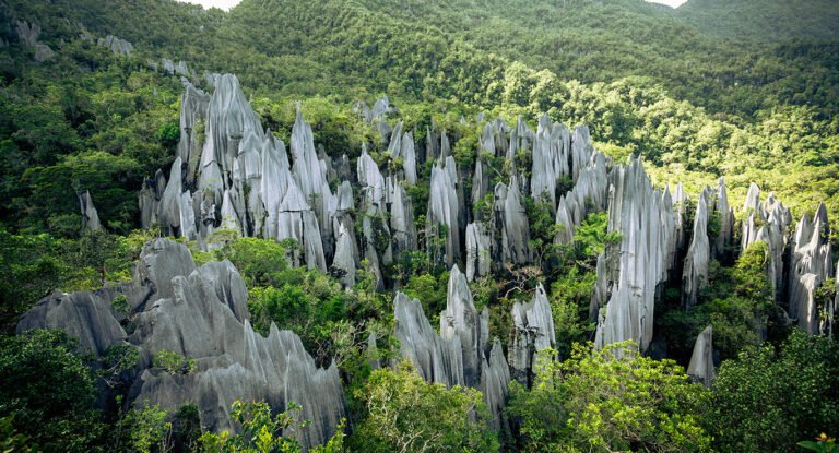 The Amazing Pilgrimage in Mulu, Sarawak