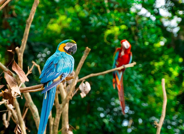 Zoo Melaka: Wildlife Wonders and Dinosaur Adventures in Ayer Keroh