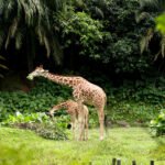 Zoo Negara Selangor: Malaysia’s Top Wildlife Destination Near Kuala Lumpur