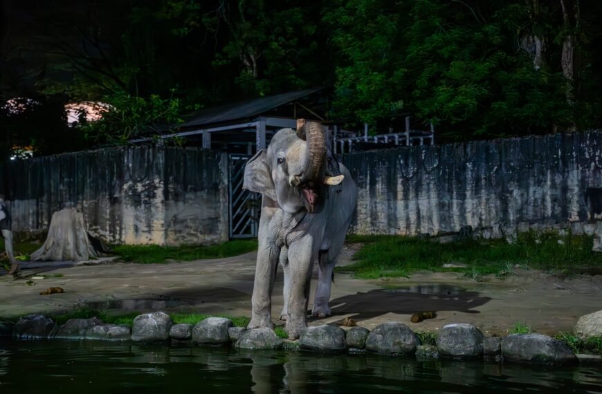 Zoo Taiping & Night Safari, Perak