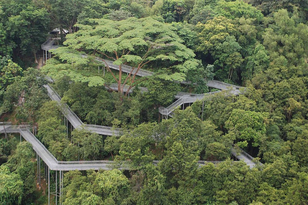 Discover the Elevated Forest Walk at Telok Blangah Hill Park