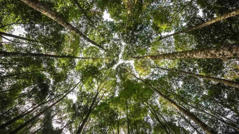FRIM in Kepong Named Selangor’s First UNESCO World Heritage Site