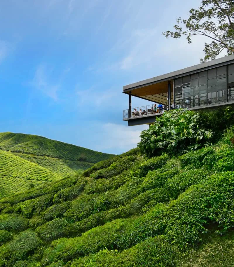 Top 10 Things to Do in Cameron Highlands