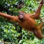 Bukit Merah Orang Utan Island Foundation