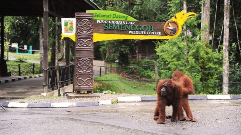 Semenggoh Wildlife Centre Kuching