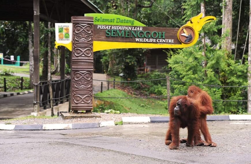 Semenggoh Wildlife Centre Kuching