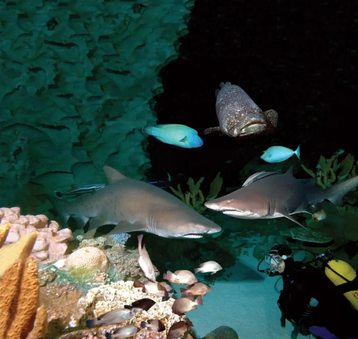 Discover Aquaria KLCC-Kuala Lumpur’s Iconic Oceanarium Adventure