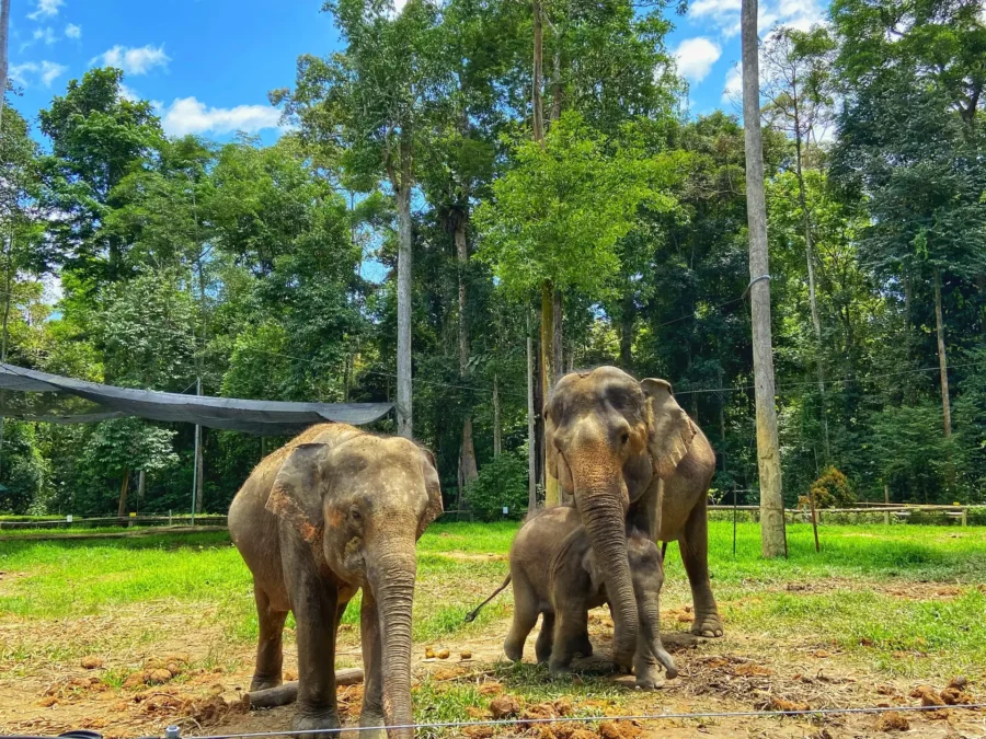 Explore Kuala Gandah Elephant Sanctuary-Full-Day Trip from Kuala Lumpur