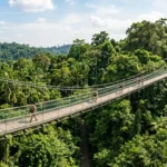 MacRitchie Treetop Walk