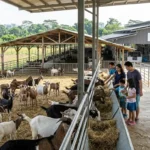 Hay Dairies Goat Farm