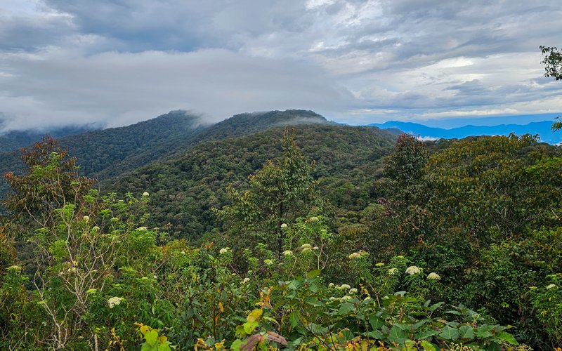 Explore Borneo’s Exotic Birdlife on a Sabah Nature Adventure