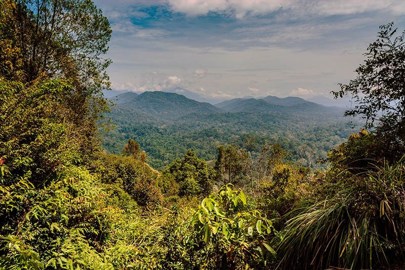 Explore Taman Negara in 4D3N – Jungle Trekking & Nature Escape