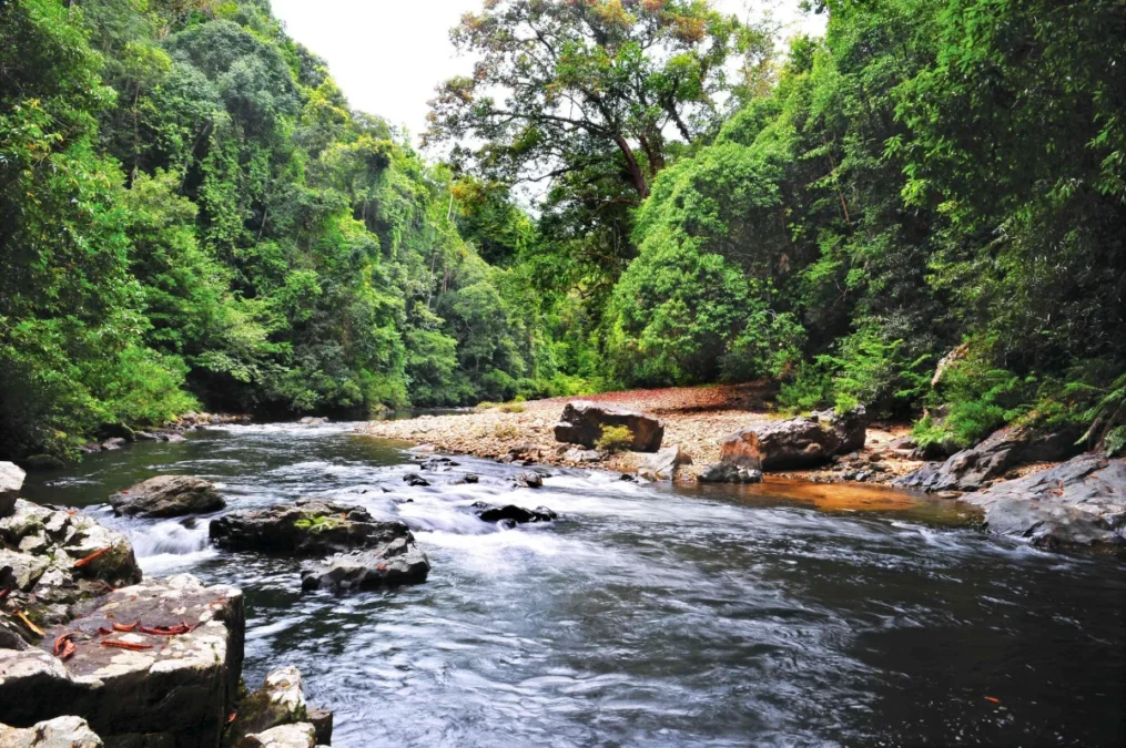 One Day Lata Berkoh Jungle Trek Adventure in Taman Negara