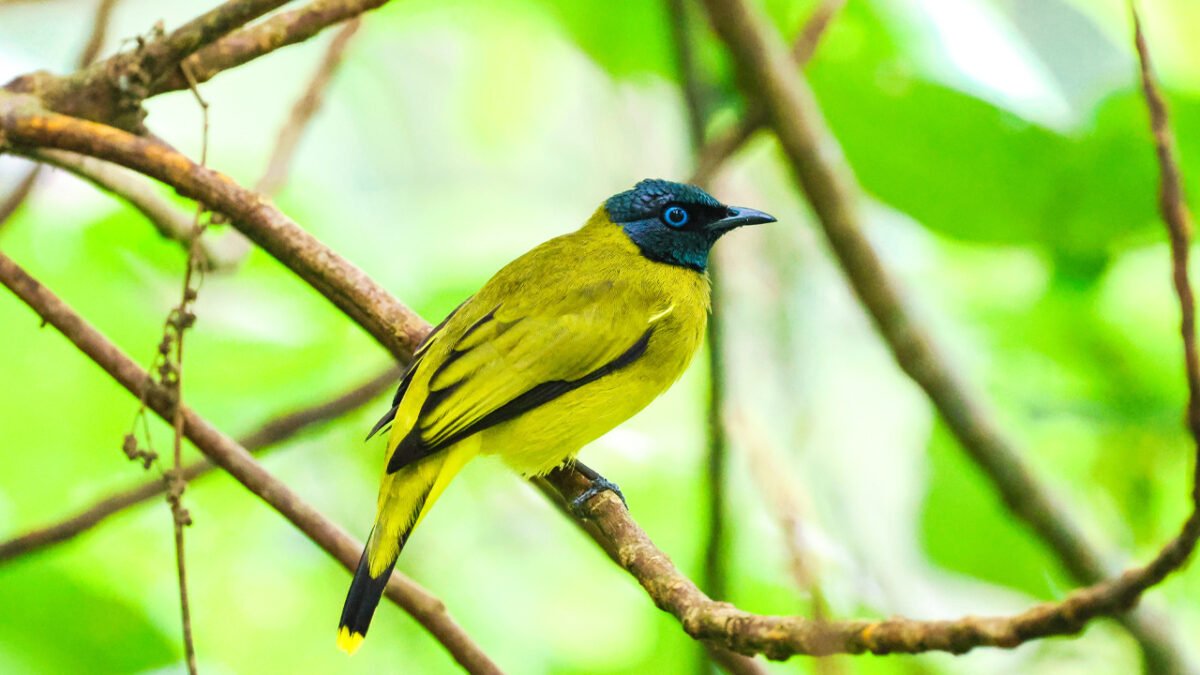 Whisper in the Morning- Sarawak Birding Tour 2026